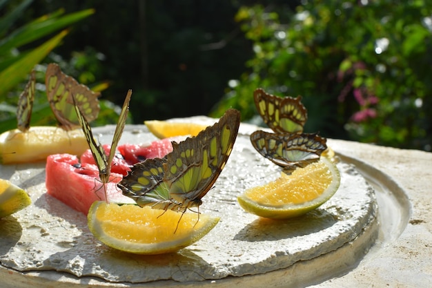 live butterflies eat fruit in the park