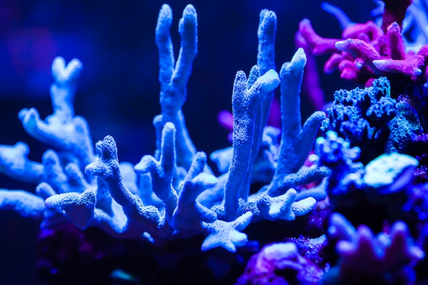 Live corals in a large marine aquarium