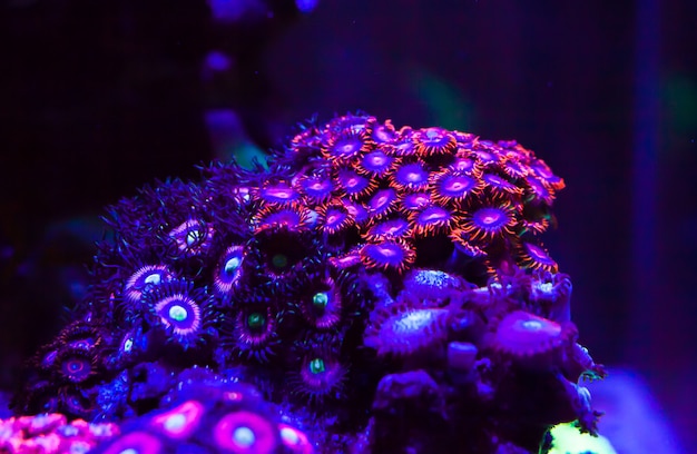 Live corals in a large marine aquarium