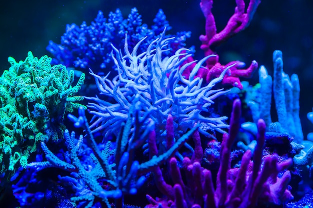 大きな海洋水族館で生きているサンゴ