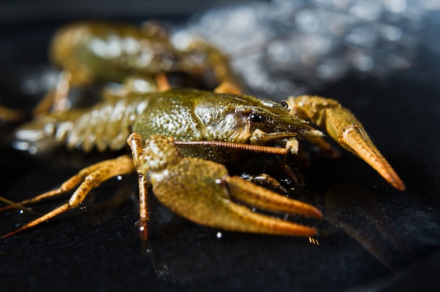 Live crayfish on a plate with ice. 