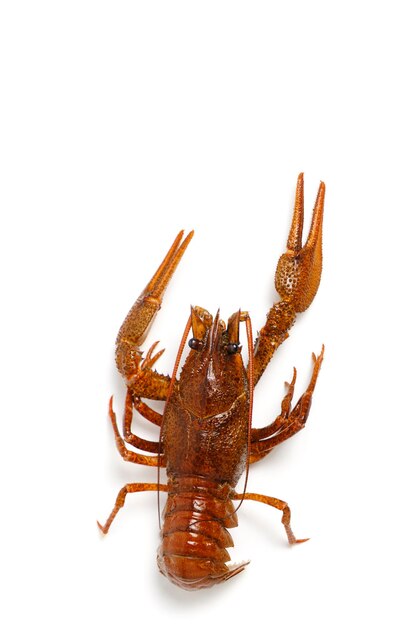 Live crayfish white background isolate