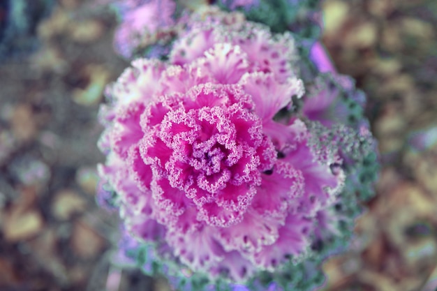 Live decorative flower pink cabbage top view