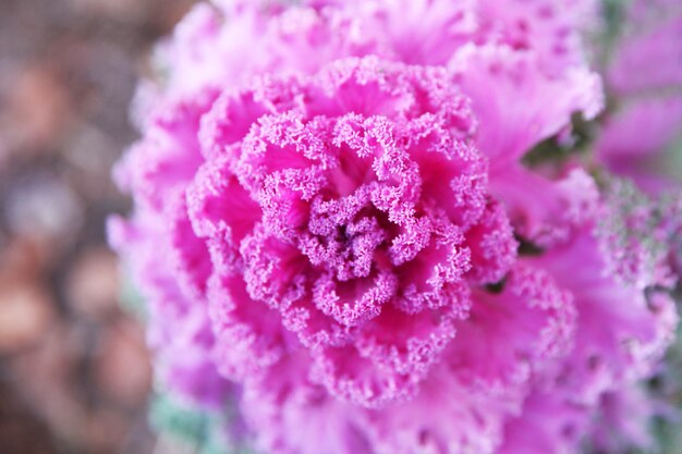 Live decorative flower pink cabbage top view