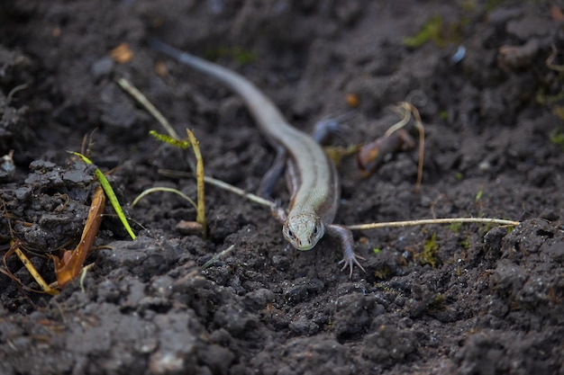 Live donkere hagedis op de grond in de moestuin.