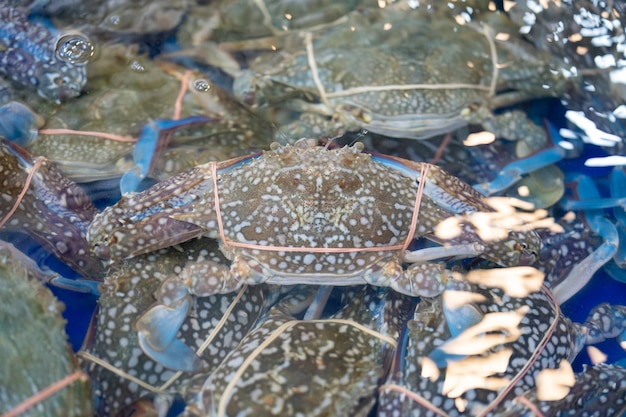 Live Fresh Crab in the fresh Asia market for sale