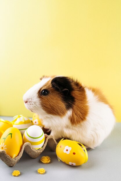 Live Guinea Pig with decorated Easter eggs.