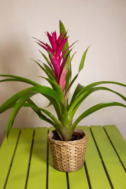 live home flower for decor