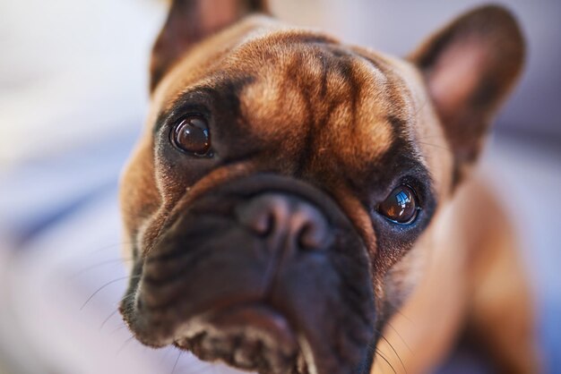 Live love woof Shot of an adorable dog at home