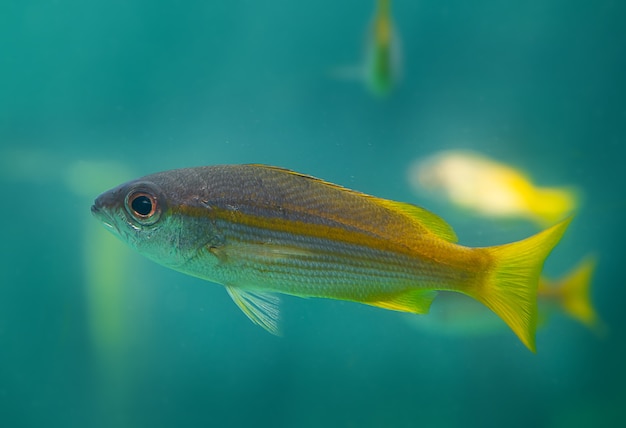 Green Fish Images - Free Download on Freepik Green Fish Images - Free Download on Freepik