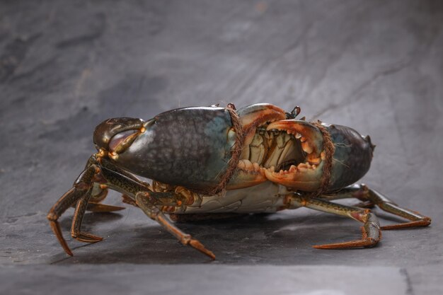Live mud crab, arranged on a grey textured background,whose claws are tied,isolated.