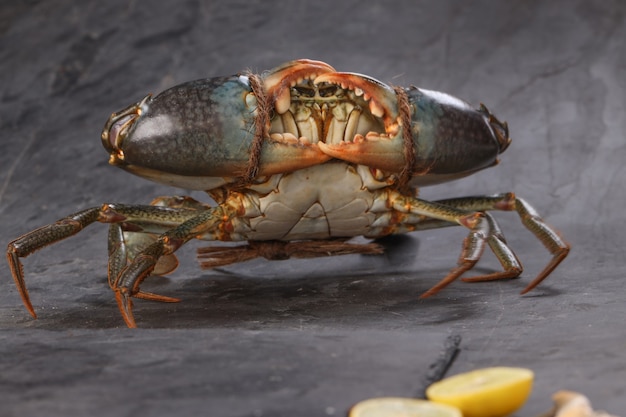Live mud crab, arranged on a grey textured background,whose claws are tied,isolated.