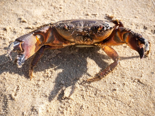 Live mud crab Raw scylla serrata Closeup Raw materials for seafood restaurants concept