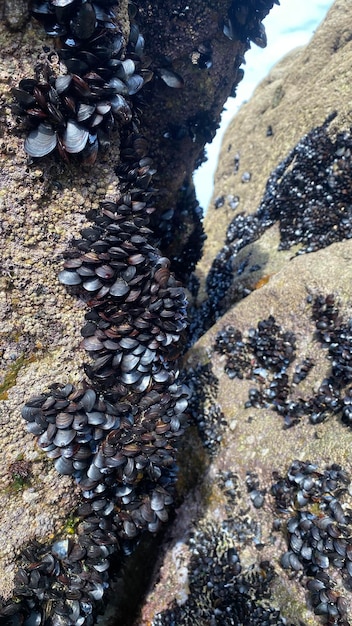 Live mussels on the rocks on the coast of Galicia in Spain. Mussels from La Coruna in Galicia