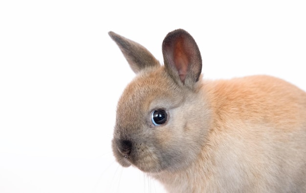 Live rabbits isolated on white background