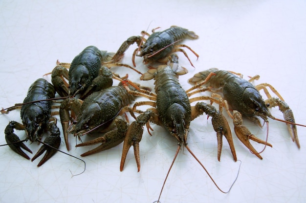 Photo live river and lake crayfish on a table and green leave. live crayfish closeup