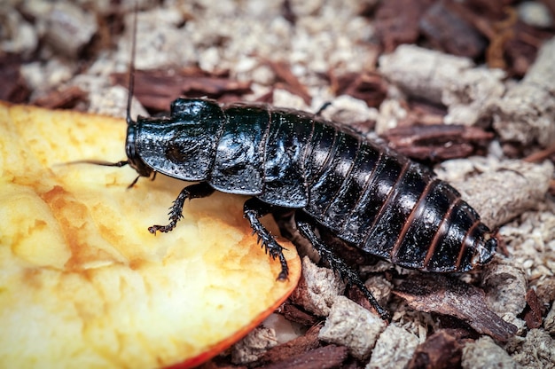 恐ろしい醜いマダガスカルのゴキブリを生きる