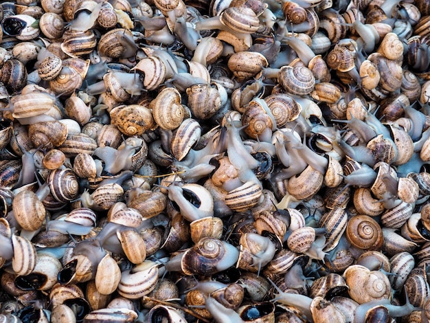 Live snails on display at a stall of street market in Marrakech, Morocco