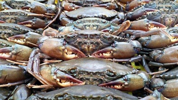 live soft-shell crab