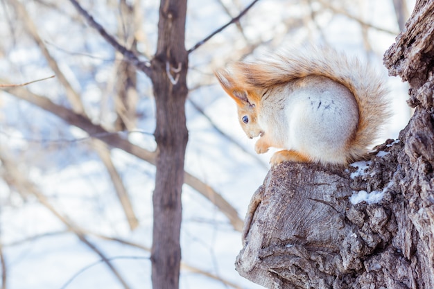 Live squirrel sits on a tree branch in a winter forest against a sky background