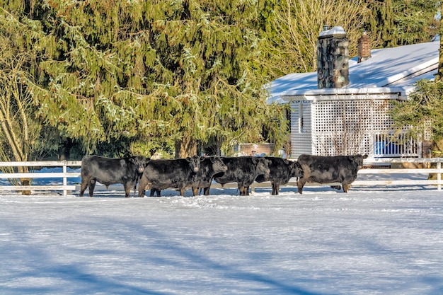 Живая ферма в зимний сезон с черным стадом крупного рогатого скота на снегу