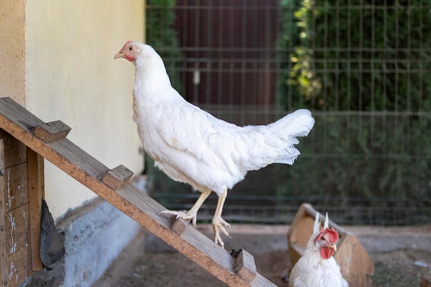 養鶏場に住む白い鶏が木製の階段を上って避難します