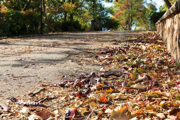 Foto primo piano vivace di foglie d'autunno e foglie d'acero nel parco con tempo soleggiato