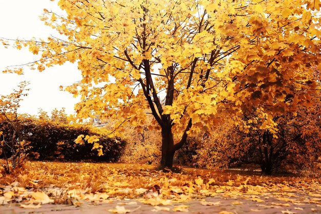Живой крупный план падающих осенних листьев с яркой подсветкой от заходящего солнца