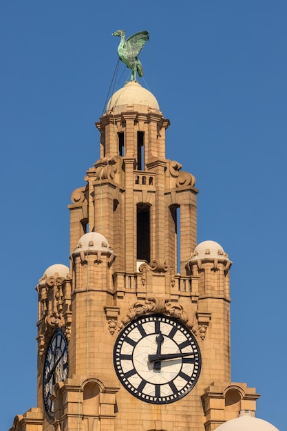 Photo liver birds