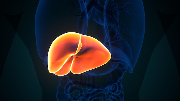 Foto illustrazione 3d dell'anatomia digestiva umana del fegato