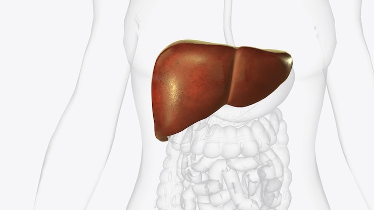 Photo the liver is a large organ in the abdomen that performs many important bodily functions including blood filtering