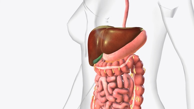 Photo the liver is a large organ in the abdomen that performs many important bodily functions including blood filtering