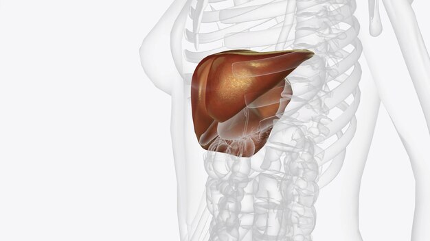 The liver is a large organ in the abdomen that performs many important bodily functions including blood filtering