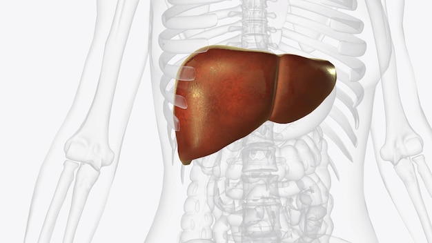 Photo the liver is a large organ in the abdomen that performs many important bodily functions including blood filtering