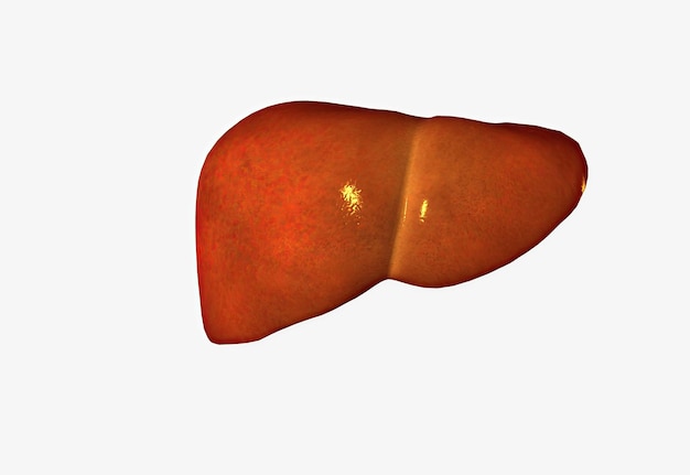 The liver is the largest visceral organ of the body