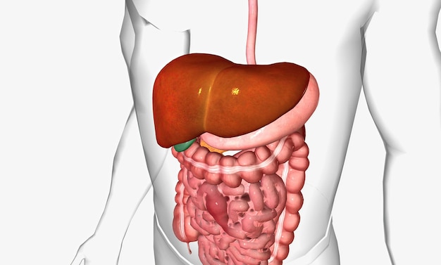 Photo the liver is the largest visceral organ of the body