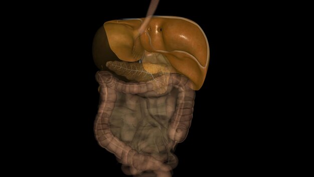 Photo the liver is an organ about the size of a football