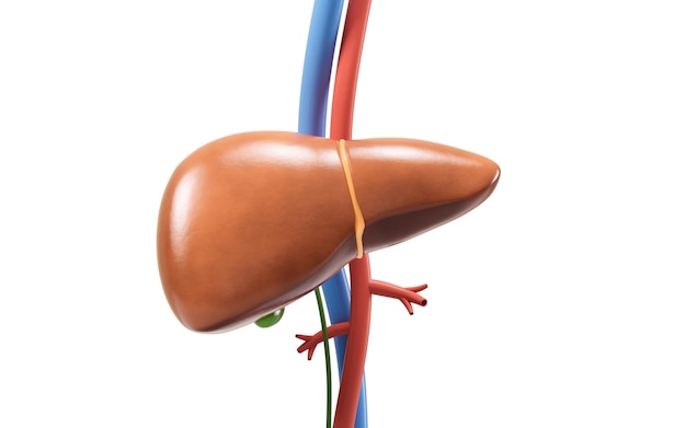 liver organ with health care concept 3d rendering 3d illustration