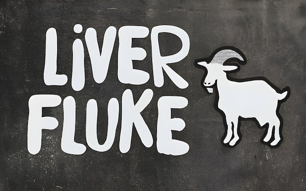 Liverfluke infestation