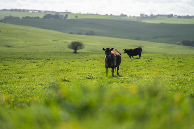 Livestock on an agricultural farm on a ranch on pasture and grass