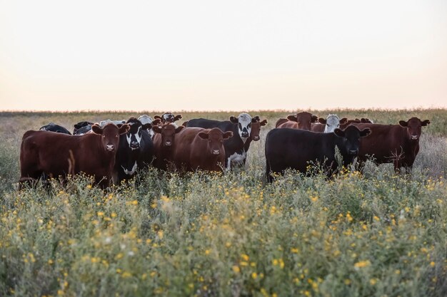 Livestock Animals in Argentine Countryside