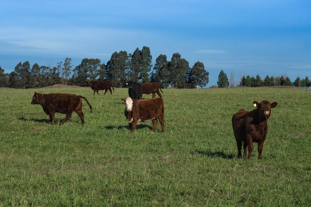 Livestock Animals grazing in the field in the Pampas plain Argentina