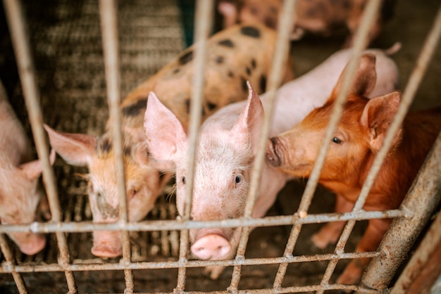 Livestock breeding. pigs on the farm.