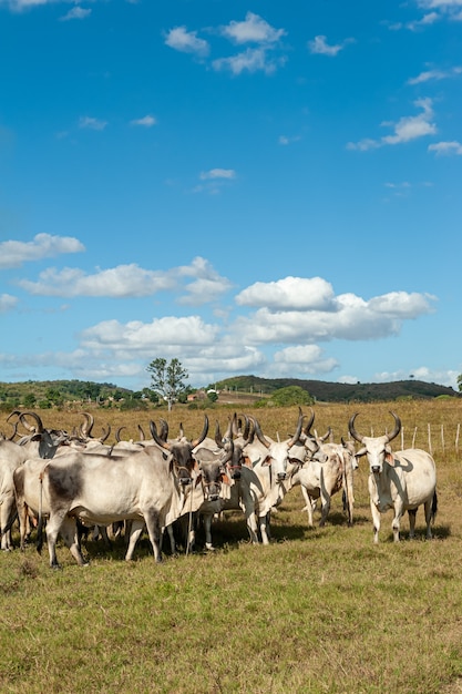 Домашний скот Крупный рогатый скот в поле в штате Алагоинья Параиба, Бразилия