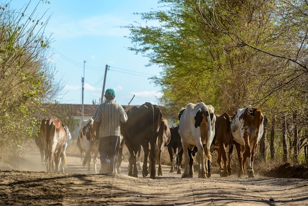 사진 북동부 브라질의 반 건조한 지역의 가축 cabrobo pernambuco 브라질