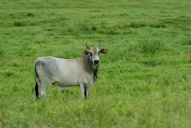 Livestock Cattle raised in the field in Guarabira Paraiba Brazil on May 29 2022