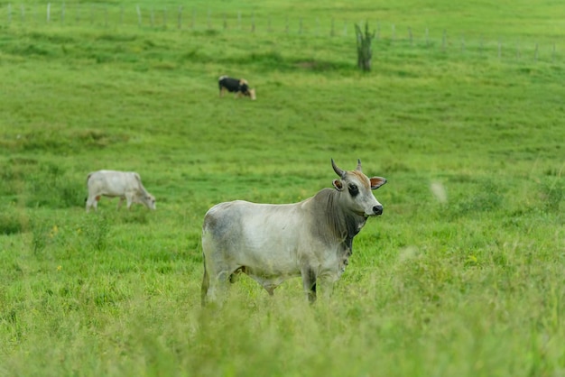 Livestock Cattle raised in the field in Guarabira Paraiba Brazil on May 29 2022