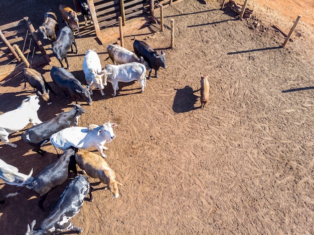 Livestock in confinement, oxen, cows, sunny day.