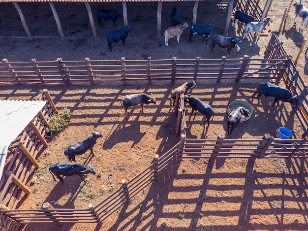 Photo livestock in confinement, oxen, cows, sunny day.