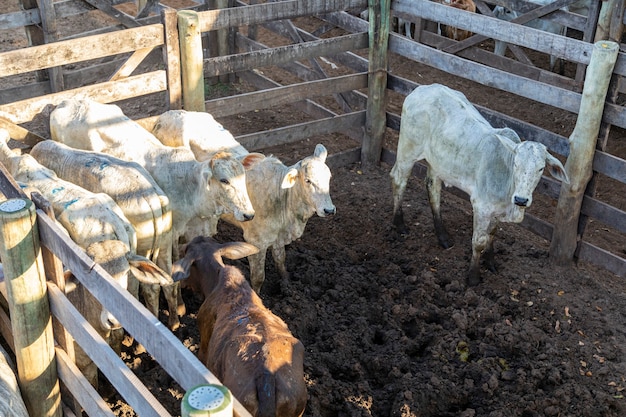 Livestock in confinement, oxen, cows, sunny day.